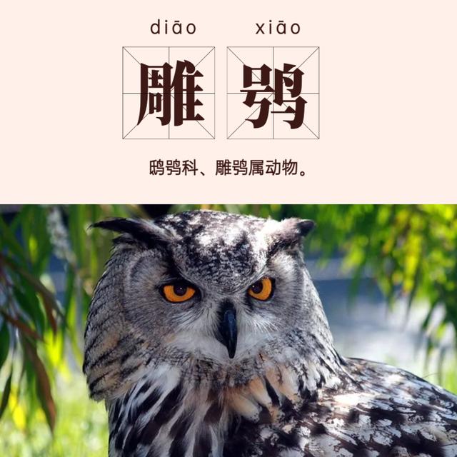 owl怎么读